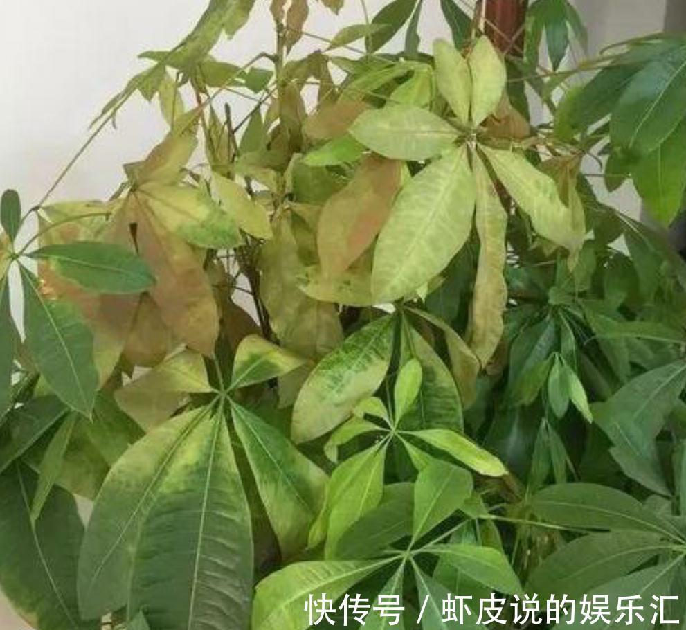 立冬节气已到,发财树开始黄叶落叶了,这样改善,枝叶繁茂好过冬