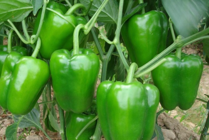 不老药|青椒是天然“不老药”,切记别和此物一起,危害大,不健康!