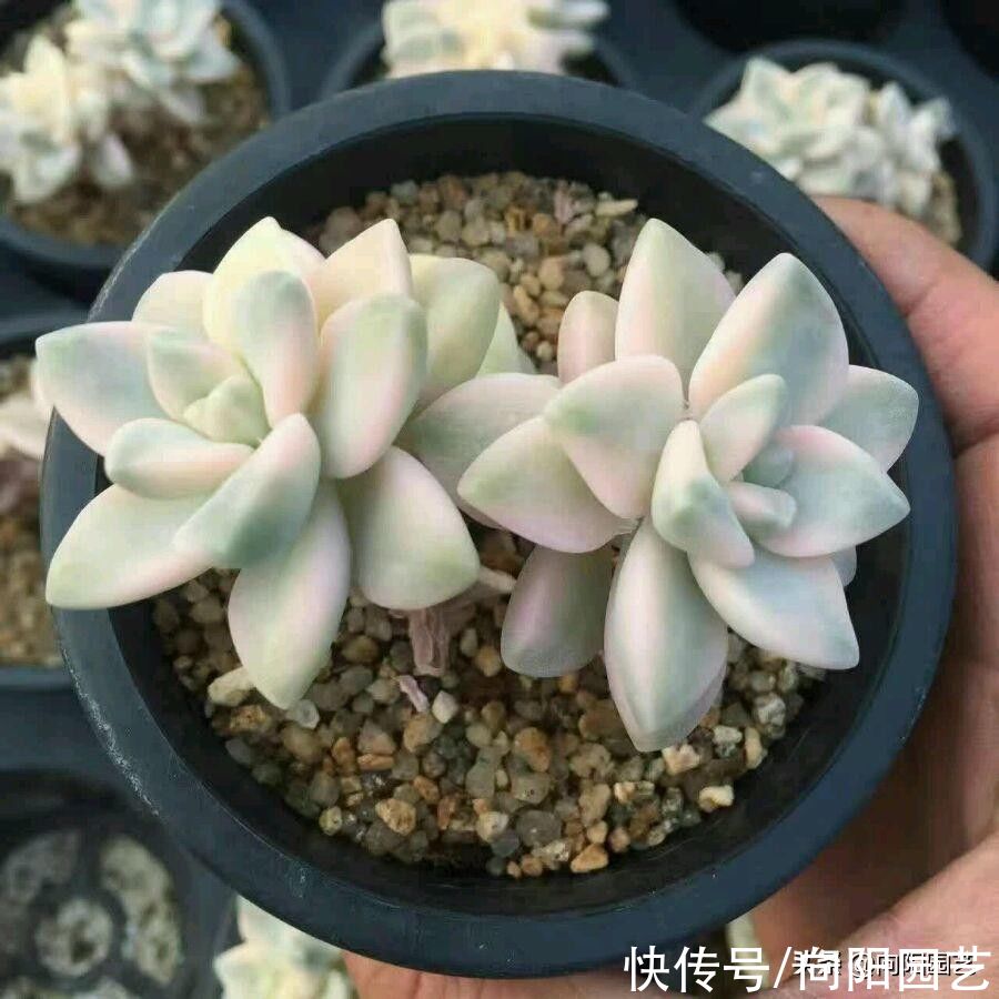 日照|价格昂贵的美杏锦，现在人人买得起，十几块1棵，价格超便宜