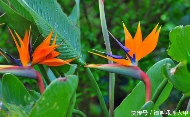 贺望兰|客厅最适合养“3种花”,旺人又聚财,寓意美好,收获幸福