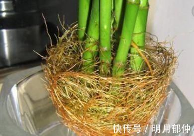 维生素c|文竹富贵竹黄叶,吃粒过期药,30天长爆盆,根系粗壮、叶子绿