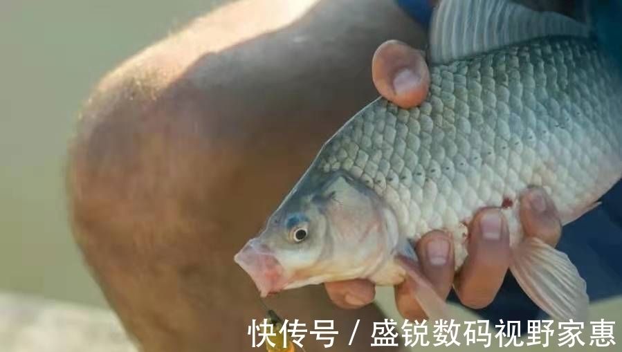 杂鱼|明明黑了漂,扬竿却总没鱼,果断换用这调整方案,鱼情好到没话说