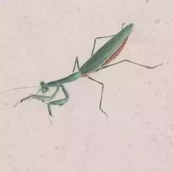 蝗虫$齐白石问娄师白:你数过螳螂翅上的细筋有多少根吗?
