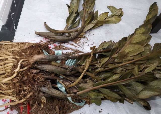 发酵淘米水臭气熏天,加2种东西,气味清香,肥效棒!