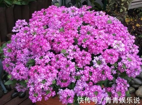 几款小花便宜又好养，颜值超高超美的，颇受追捧