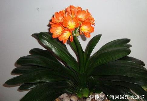 小窍门|养护君子兰，学会“3个”浇水“小窍门”，满盆长满“大白根”