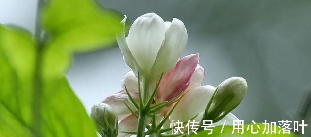 顶端|茉莉花八月容易“饿”,“喂养”做到位,花大香味浓!