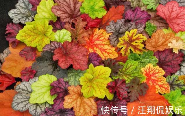 调色盘|1种花卉耐冻耐旱，被誉为“调色盘”，叶子就是五颜六色