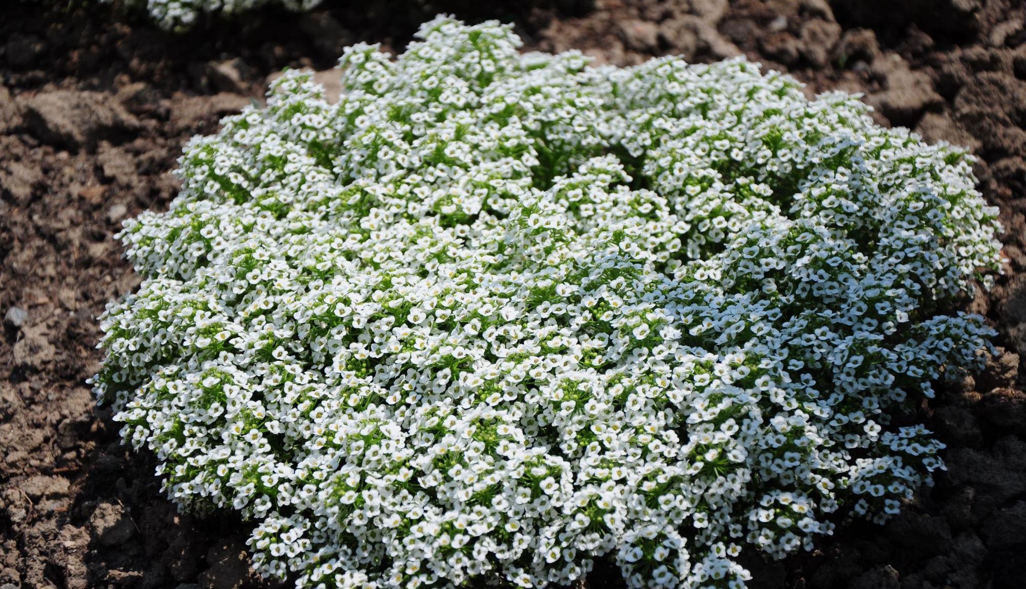 香雪球|此花就像冬天的雪花，并散发阵阵清香，象征着勇敢和甜蜜的回忆