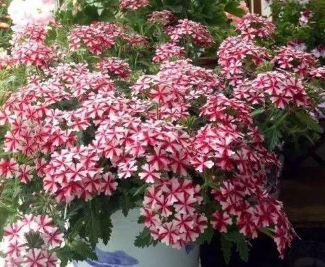 养花就养这几款,花朵小巧玲珑,层层交叠,烂漫迷人眼