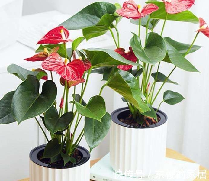 促进|室内植物,喷洒磷酸二氢钾可以促进开花么,这种做法不科学