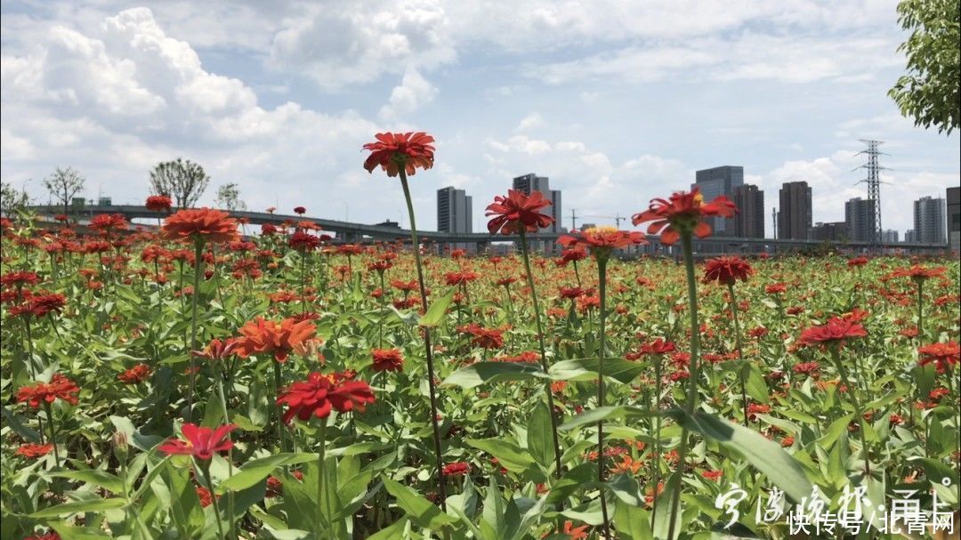 宁波晚报|70000㎡！宁波市中心又多一处绝美花海