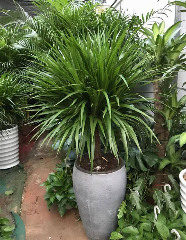 20种吉利大盆栽，客厅放一盆，吸收废气去异味，寓意好更养人