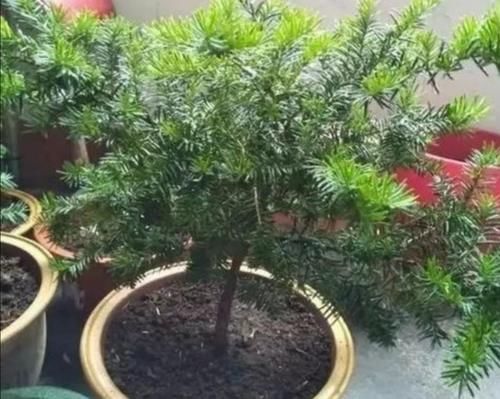  红豆杉|家中养殖红豆杉，做好4个关键点，植株长势茂盛