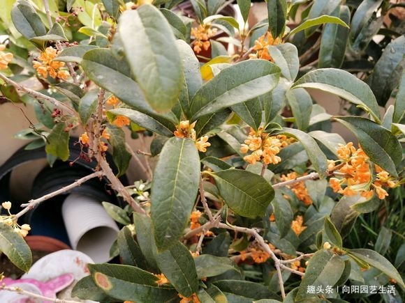 桂花如何扦插剪下几根枝条，沾点“白酒”，7天长出大白根