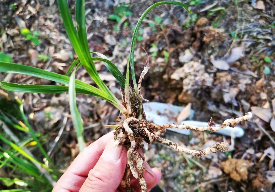 高温|夏天高温,兰花烂根怎么办?这样处理效果好,20天就会长新根芽