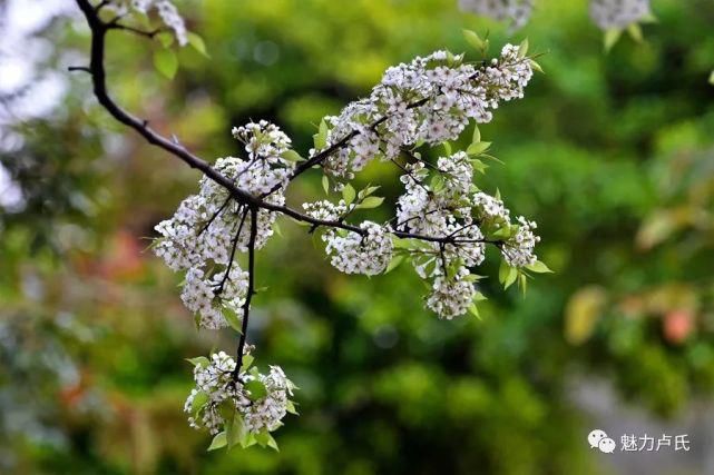 清明假期，卢氏许您“花花世界”