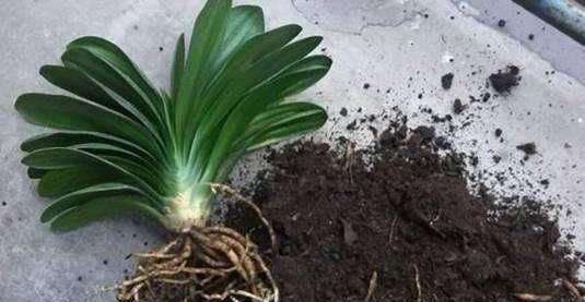 君子兰长得慢，给它吃一点“钙片”，根壮叶绿疯长，开成大花球