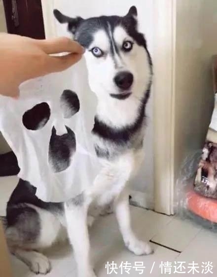 一只喜欢敷面膜的哈士奇，原来是哈士奇帅气的脸蛋是这样来的啊