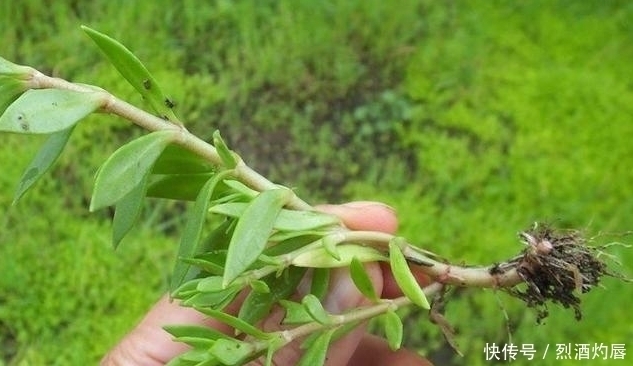 鼠牙|它是如此的珍贵，若长在你家路旁，赶紧移栽家中，小心被别人挖走