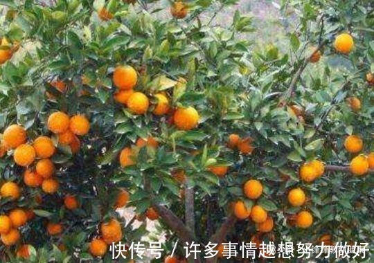 血脂|长寿老人爱吃的此种食物,降低血脂血压、提高人体的抵抗力