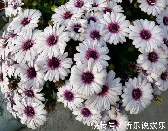 乒乓|5款妖艳的菊花，好养易爆盆，丢在阳台幽香暗淡，花型圆滚惹人爱