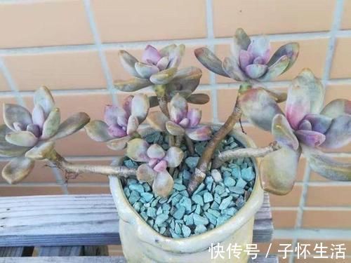 担心养不好多肉,就选一盆冬美人,糖心、妖桩、粉嫩随意选,痛快