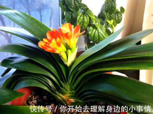 秋天养君子兰,了解掌握4个要点,越长越好,叶绿花美