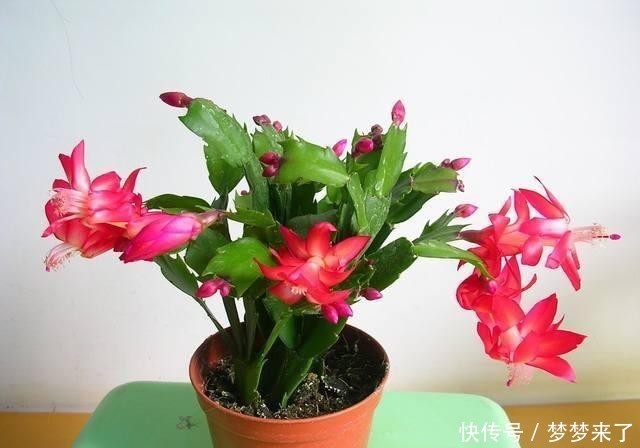 蟹爪|蟹爪兰浇这几种水,长得茂盛还不用换土