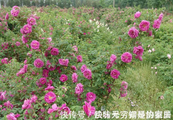 盆栽|“漂亮花”,养人又养心,好看又好吃,是老中医的最爱