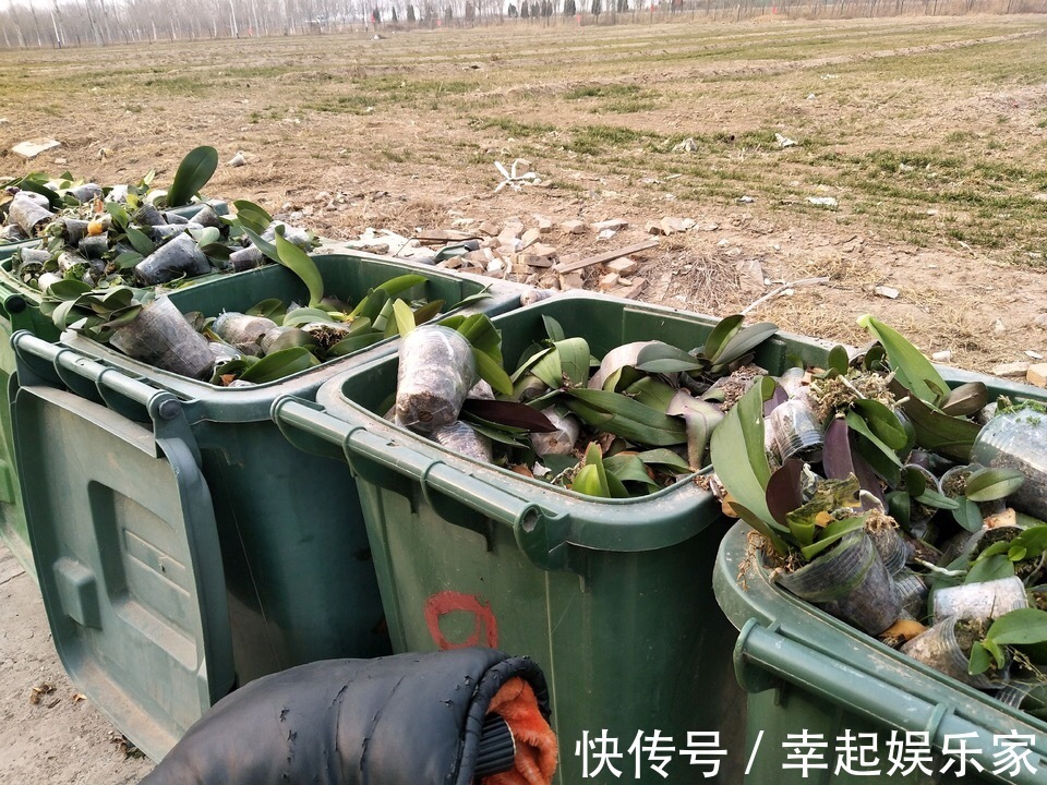 你扔掉的月季、蝴蝶兰,被我捡回来,养了1个月,嗖嗖冒“花芽”