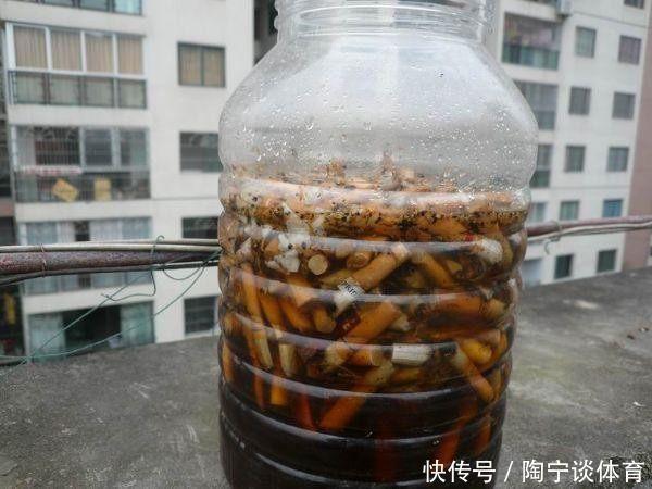 长寿花|什么药片水、黄豆水，都不如家里“2种灰”，养花杀菌灭虫、补肥