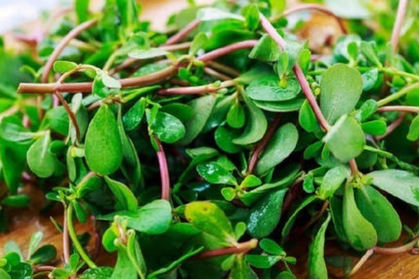 农村人|农村人经常吃的野菜,很多城里人都没见过,被称为“长寿菜”!