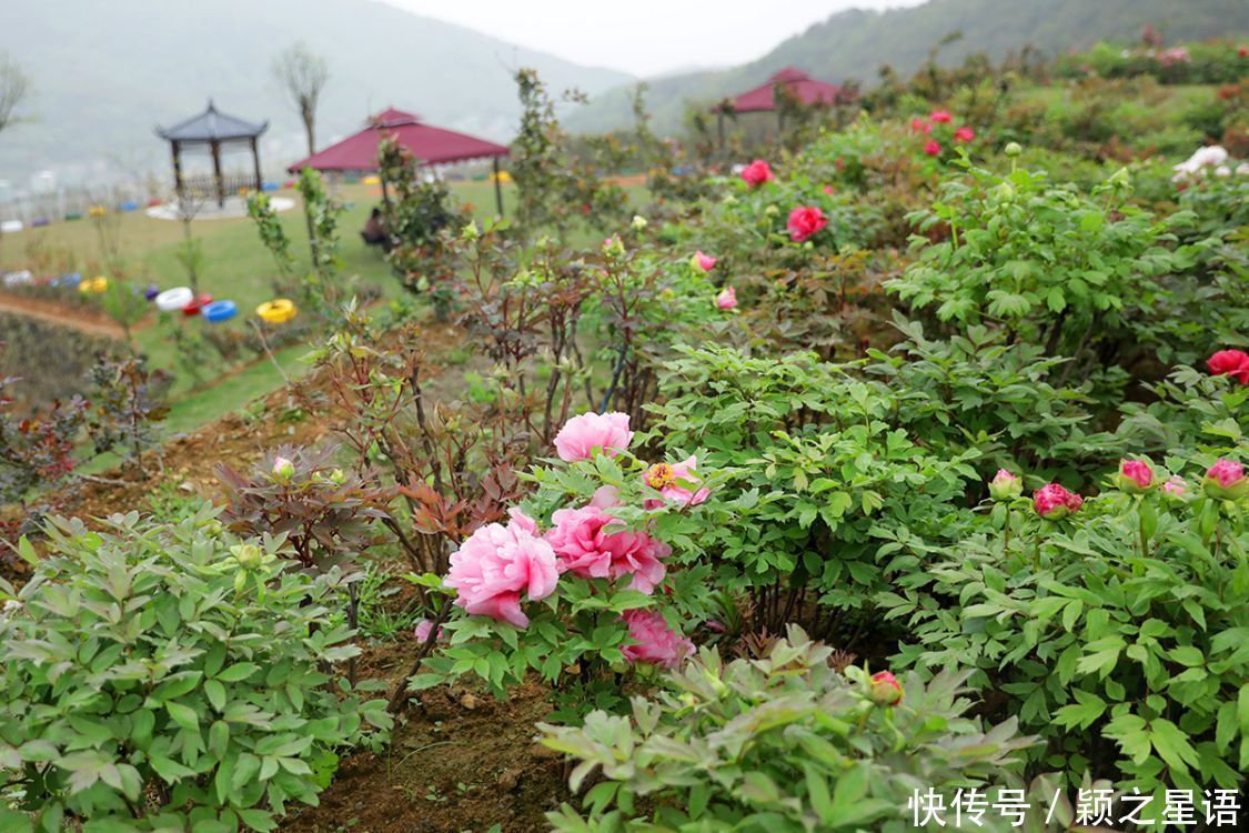 牡丹花、风车公路、烽火台、海港，美丽的风景线