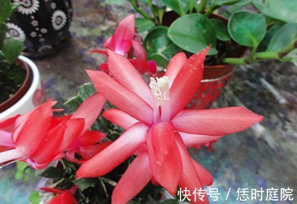 果皮|“嘴馋”的蟹爪兰,就喜欢2种酸,浇一点蹭蹭长,花期早开花