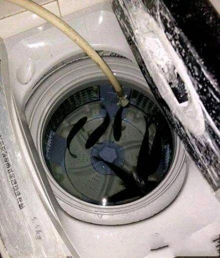 |搞笑图片幽默段子笑话真是会玩啊,把鱼儿养在洗衣机里哈哈