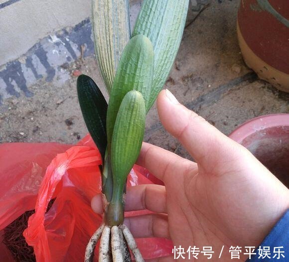 透气孔|养君子兰,有一个“小技巧”,长得叶大叶宽,花多,根系壮