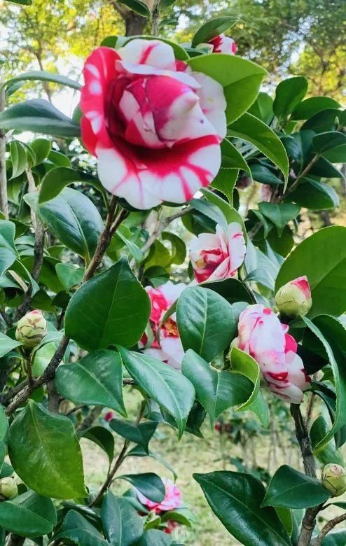 春日赏花指南来了！趁着阳光正好，这些地方不要错过