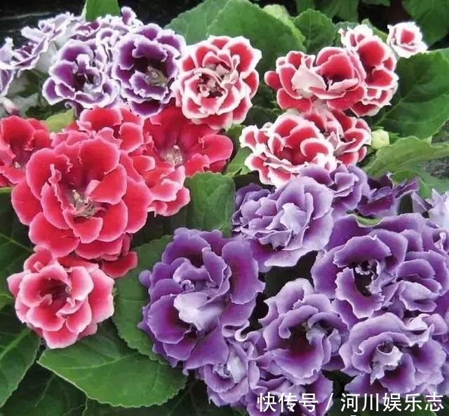 花苞|天气太热，给4种花“剃个头”，40天以后，花朵又能开到爆盆