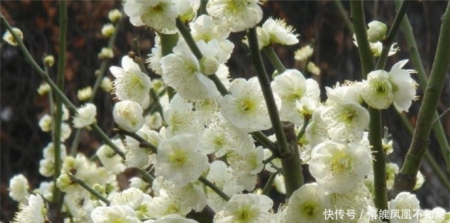 梅花树诗词四首:看来都是梅花树,万斛清香藏不住