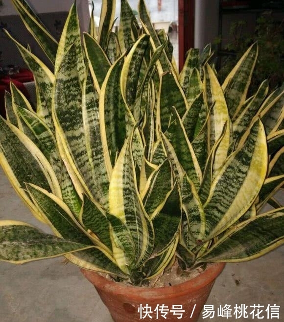 养花需要注意的,这几种花卉是不需要经常浇水的,不然会害死它!