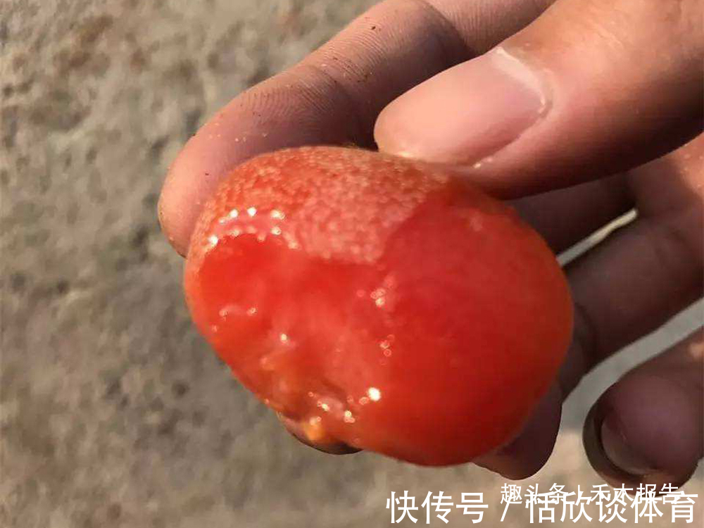 农村|儿时一摘十几斤,农村娃常当糖吃,如今30元一斤,是否值得种植?