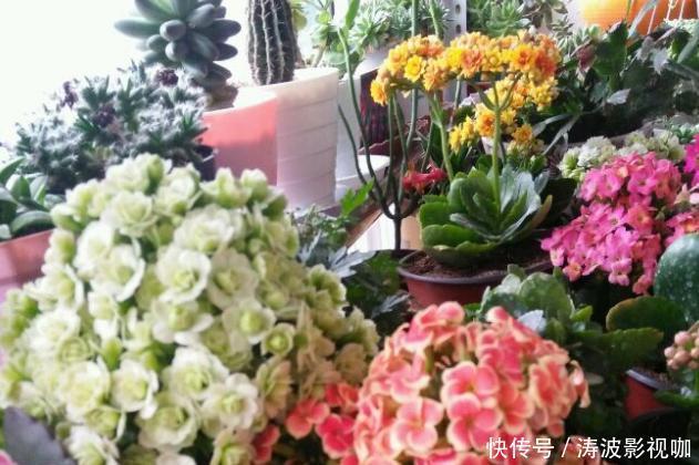 冬日长寿花开完花后,马上动手做4件事,10天就能迎来下一波花