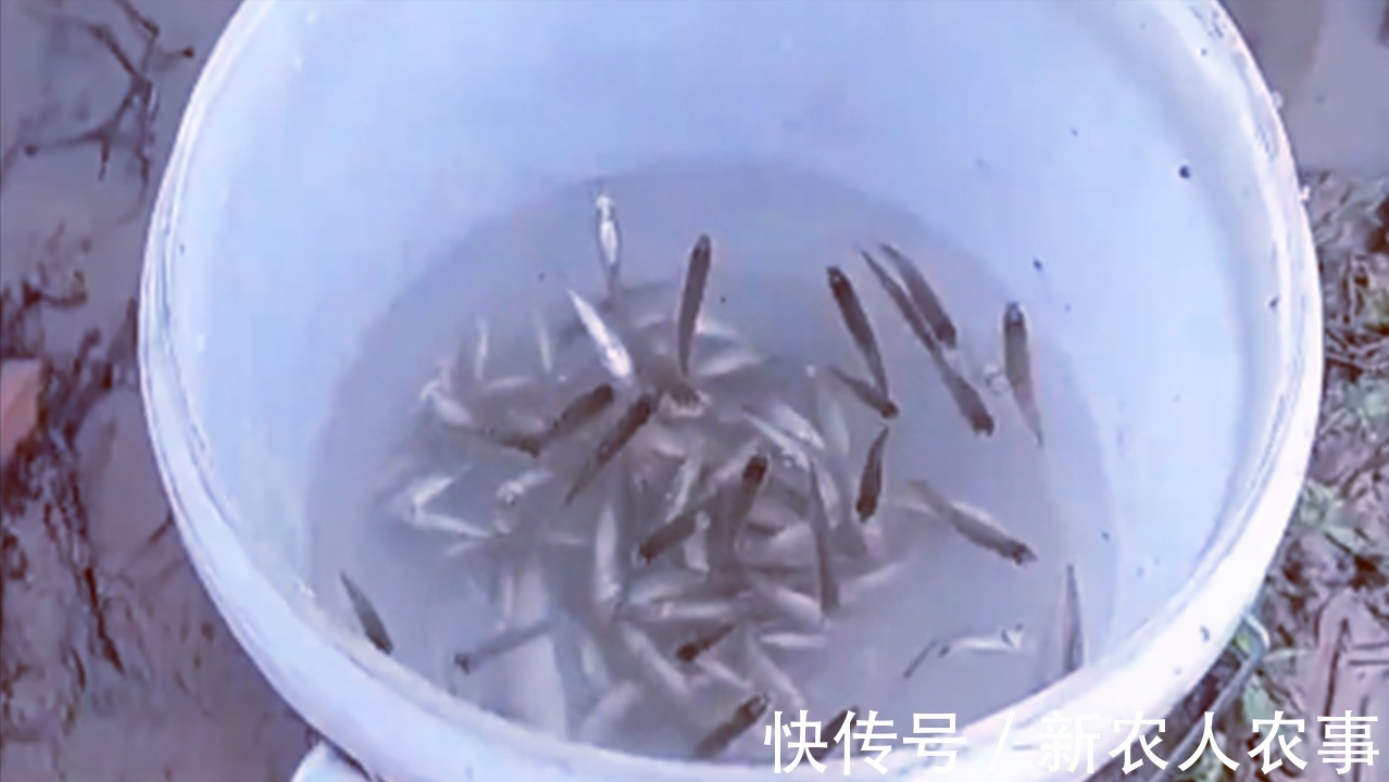 渔获|当大妈爱上了钓鱼,站在水中一动不动,桶里的渔获成为了亮点
