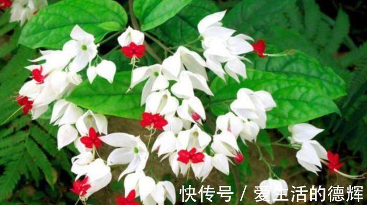 天竺牡丹|家里就养4种花,看了就让人沉醉,年年开花不断,美!