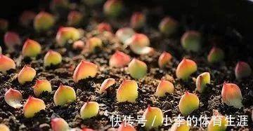 肉肉|要想成为一名合格的肉友,你还需要知道这些黑话