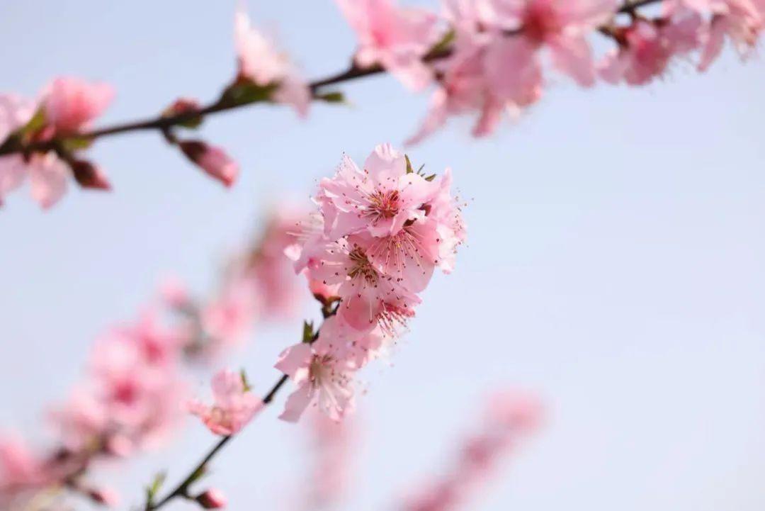 海棠花和桃花的区别