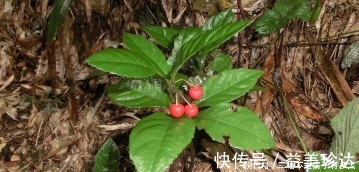 矮地茶|这东西,俗称“矮地茶”,南方很常见,遇到请重视