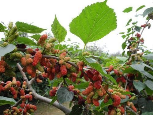 家里种树,讲究大,5种树旺宅,3种树不能栽,你知道是什么吗