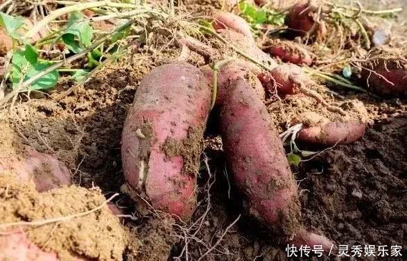 长寿第一汤、第一肉、第一粮,第一果,你都知